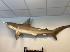Hammerhead shark taxedermy for sale  Clifton