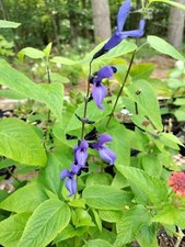 Salvia black blue for sale  Prosperity