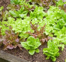 Lettuce seeds gourmet for sale  DEWSBURY