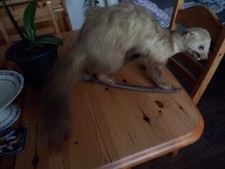 Taxidermie belette fouine d'occasion  Sancoins