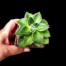 Echeveria giant mexican for sale  LEIGH