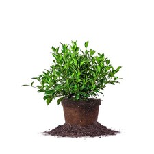 August beauty gardenia for sale  Cedar Rapids