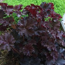Heuchera micrantha palace d'occasion  Pouzauges