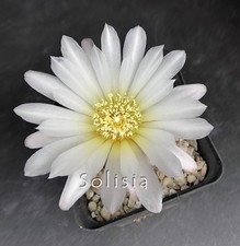 Gymnocalycium brachypetalum 10 usato  Trivignano Udinese