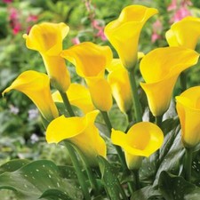 Calla lily live for sale  Norwalk