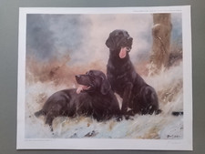 John trickett labradors for sale  YORK