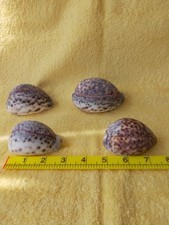 Shells tiger cowrie for sale  WALTON ON THE NAZE
