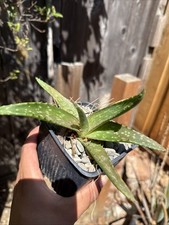 Aloe maculata plants for sale  Sunnyvale