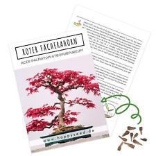 Bonsai samen hoher gebraucht kaufen  Blomberg