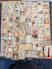 Partial shell collection for sale  Boise