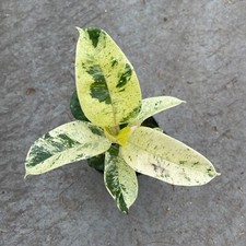 Ficus shivereana moonshine for sale  Mobile