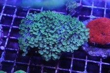 Ultra alveopora colonie for sale  BARNOLDSWICK