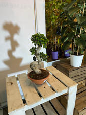 Ficus ginseng 65cm gebraucht kaufen  Nordkirchen