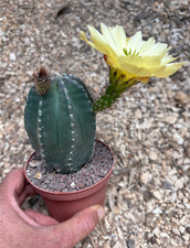 Echinocereus subinermis cactus usato  Menfi