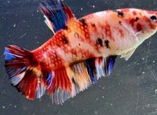 Giant male betta for sale  Tampa