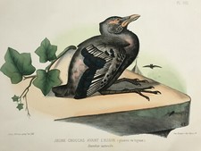Jeune choucas oiseau d'occasion  Pluvigner