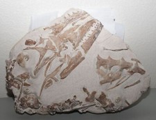 Tethysaurus skull skeleton for sale  Scottsdale