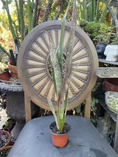 Bromeliad billbergia saundersi for sale  San Diego