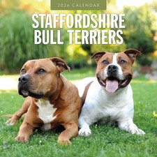 Staffordshire bull terriers for sale  SWINDON