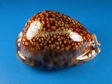 Cypraea maculifera hawaiiensis for sale  Kapolei