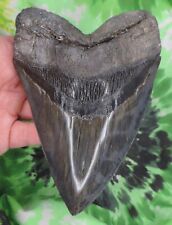 Megalodon sharks tooth for sale  Shipping to Ireland