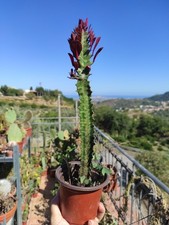 Vaso pianta euphorbia usato  Barcellona Pozzo di Gotto