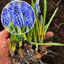 Muscari bulbs grape for sale  WISBECH