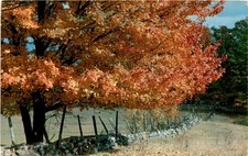 Autumn glory maple for sale  USA