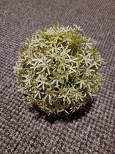 Allium flower topiary for sale  BRADFORD
