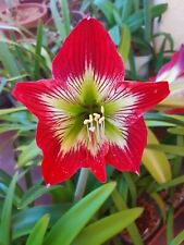 Hippeastrum psittacinum bulb usato  Bagnoregio