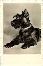 Liegender terrier halsband gebraucht kaufen  Berlin