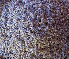 Dried lavender extra for sale  BISHOP'S STORTFORD