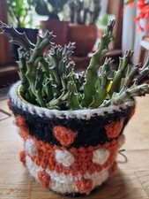 Starfish plant succulent for sale  MUSSELBURGH