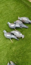 Decoy pigeon half for sale  NOTTINGHAM