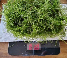 Ounces java moss for sale  Wyoming