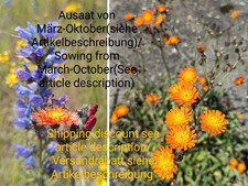 Rangerotes habichtskraut hiera gebraucht kaufen  Langenfeld (Rheinland)