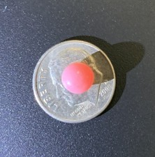 Queen conch pink for sale  USA