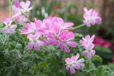 Rose scented geranium for sale  Camarillo