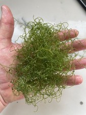 Cheato marine refugium for sale  ORPINGTON