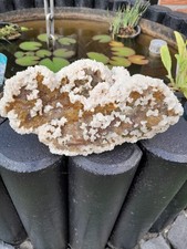 Fluorit dolomit villabona gebraucht kaufen  Beckum