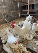 White sablepoot hatching for sale  CREWE