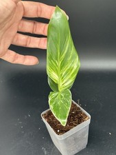 Planttini strelitzia nicolai gebraucht kaufen  Porta Westfalica