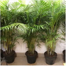 Areca palm seeds for sale  USA