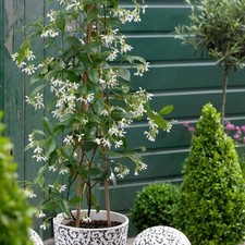 Trachelospermum jasminoides st for sale  SOUTHAMPTON