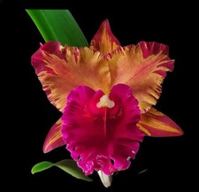 indoor plants orchid for sale indoor plants orchid for sale San Francisco