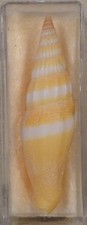 Vexillum coccineum 54mm for sale  Villa Rica