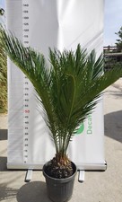Pianta cycas revoluta usato  Altamura