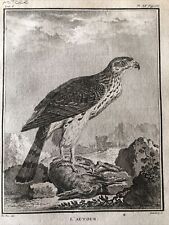 Falconeria ornitologia 1780 usato  Roma
