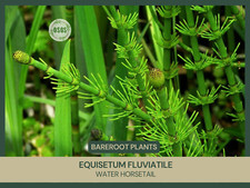 Equisetum fluviatile water for sale  Portville