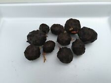 Nymphaea rubra lotus gebraucht kaufen  Gelsenkirchen